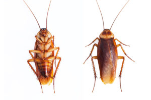 Roach control San Antonio