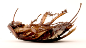san antonio pest Control - roaches
