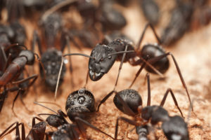 Pest Control