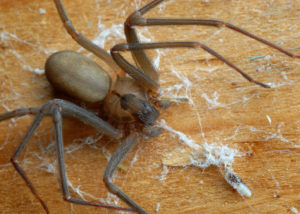 Pest control