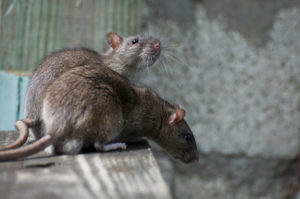 Rodent Control