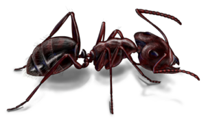 San Antonio Pest Control
