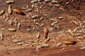 termite control