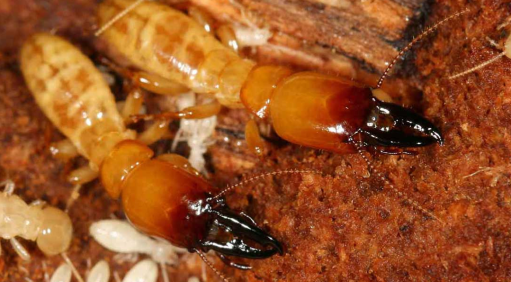 Termite treatment san antonio