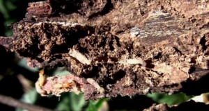termite treatment