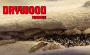 termite treatment
