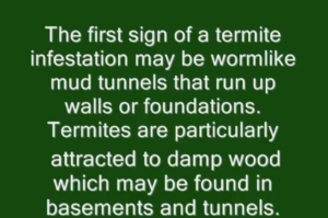 Termite treatments