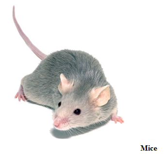 san antonio rodent control