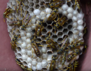 Stinging Pests - Bee control