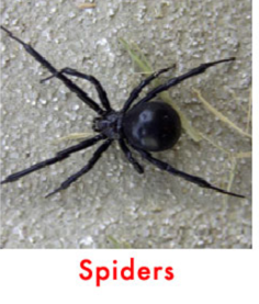 spider control