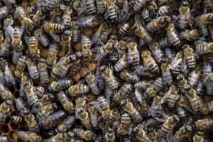 pest control san antonio