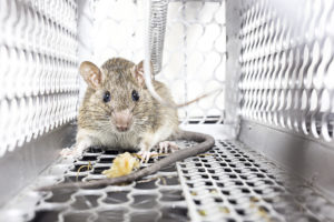 mouse control - rodent control ssan antonio