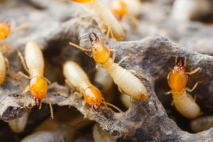getting rid of termites san antonio pest control
