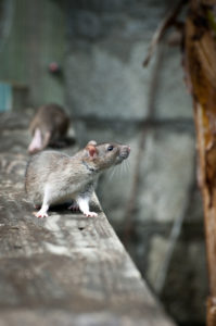 rodent control san antonio